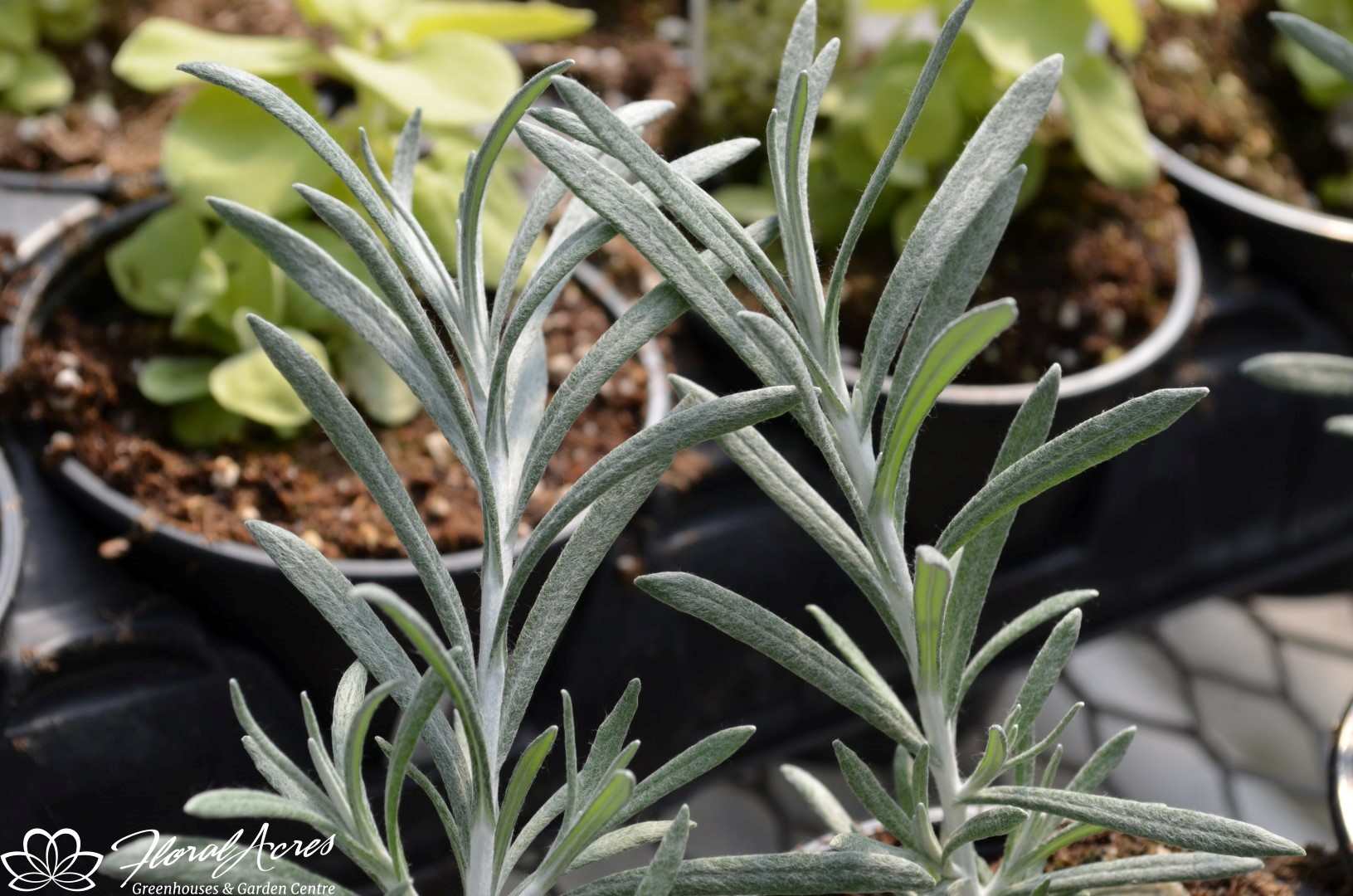 HELICHRYSUM (Licorice ) Silver Threads Floral Acres